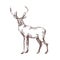 Red deer hand drawn with contour lines on white background. Elegant sketch drawing of wild forest animal with antlers