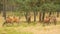 Red deer herd with belling stag