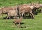 Red Deer Herd & Fawn