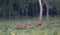 Red deer herd in forest