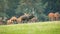 Red deer herd grazing on meadow in autumn nature.