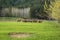 Red deer herd on a green field on the South Island of New Zealand