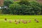 Red deer herd in natural environment on Island Arran, Scotland