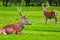 Red deer herd in natural environment on Island Arran, Scotland