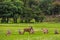 Red deer herd in natural environment on Island Arran, Scotland