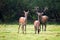 Red deer herd with stag sniffing for scents of hind during rutting season