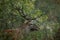 Red deer hiding in bush in autumn wilderness in close up