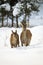 Red deer hind and calf wading through deep snow in winter