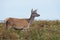 Red Deer Hind Cervus elaphus