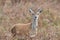 Red Deer Hind Cervus elaphus