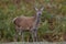 Red Deer Hind Cervus elaphus