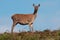 Red Deer Hind, Cervus elaphus