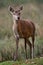 Red Deer Hind (Cervus Elaphus)