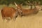 Red Deer Hind (Cervus elaphus) with a roaring stag in the background.