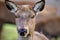 Red deer hind in country park.