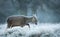 Red deer hind on an early winter morning walking in a grass field