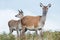 Red Deer Hind and Fawn Cervus elaphus