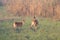 Red Deer Hind and fawn, Cervus elaphus in the autumn