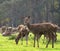 Red Deer Hind and Herd