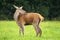 Red deer hind licking fur on meadow in autumn nature.