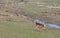 Red deer hind in the Oostvaardersplassen