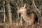 Red Deer Hind in Staffordshire, UK