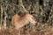 Red Deer Hind in Staffordshire, UK