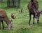 Red Deer Hind and Stag with Pheasant.