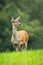 Red deer hind standing on meadow in autumn nature.