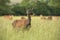 Red deer hind in summer with herd in background