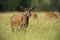 Red deer hind in summer with herd in background