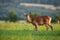 Red deer hind with warm light on a summer evening facing camera with copyspace