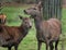 Red Deer Hind and young.