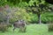 Red Deer in Killarney National Park, Ireland