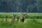 Red deer from Kopacki rit, Croatia