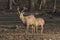 Red deer - Kronhjort - Cervus elaphus walks on a path in forest