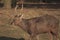 Red deer - Kronhjort - Cervus elaphus walks on a path in forest near distance