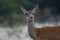 Red deer in La Pampa, Argentina, Parque Luro