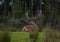Red Deer laying by the forests\'s edge