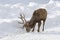 Red deer licking road salt in the winter