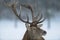 Red deer male head portrait, winter