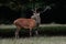 Red deer male at the mating time, autumn