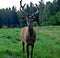 Red deer male a nd female in game enclosure close meetinf majestic mammals