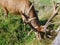 Red deer male a nd female in game enclosure close meetinf majestic mammals