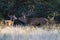 Red deer, Male roaring in La Pampa, Argentina, Parque Luro,