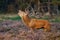 Red deer during mating season