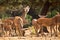 Red Deer, Monfrague National Park, Spain