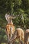 Red Deer, Monfrague National Park, Spain