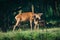 Red Deer mother and calf