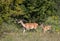 Red deer mother and fawn walking in forest